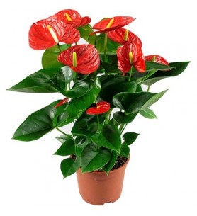 Anthurium Bitkisi Antoryum